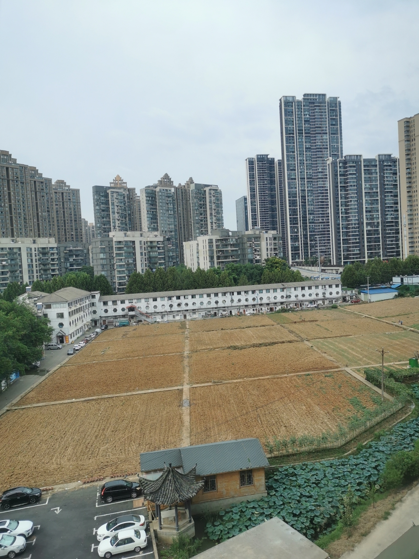 洪山菜薹公园旅行图片 3