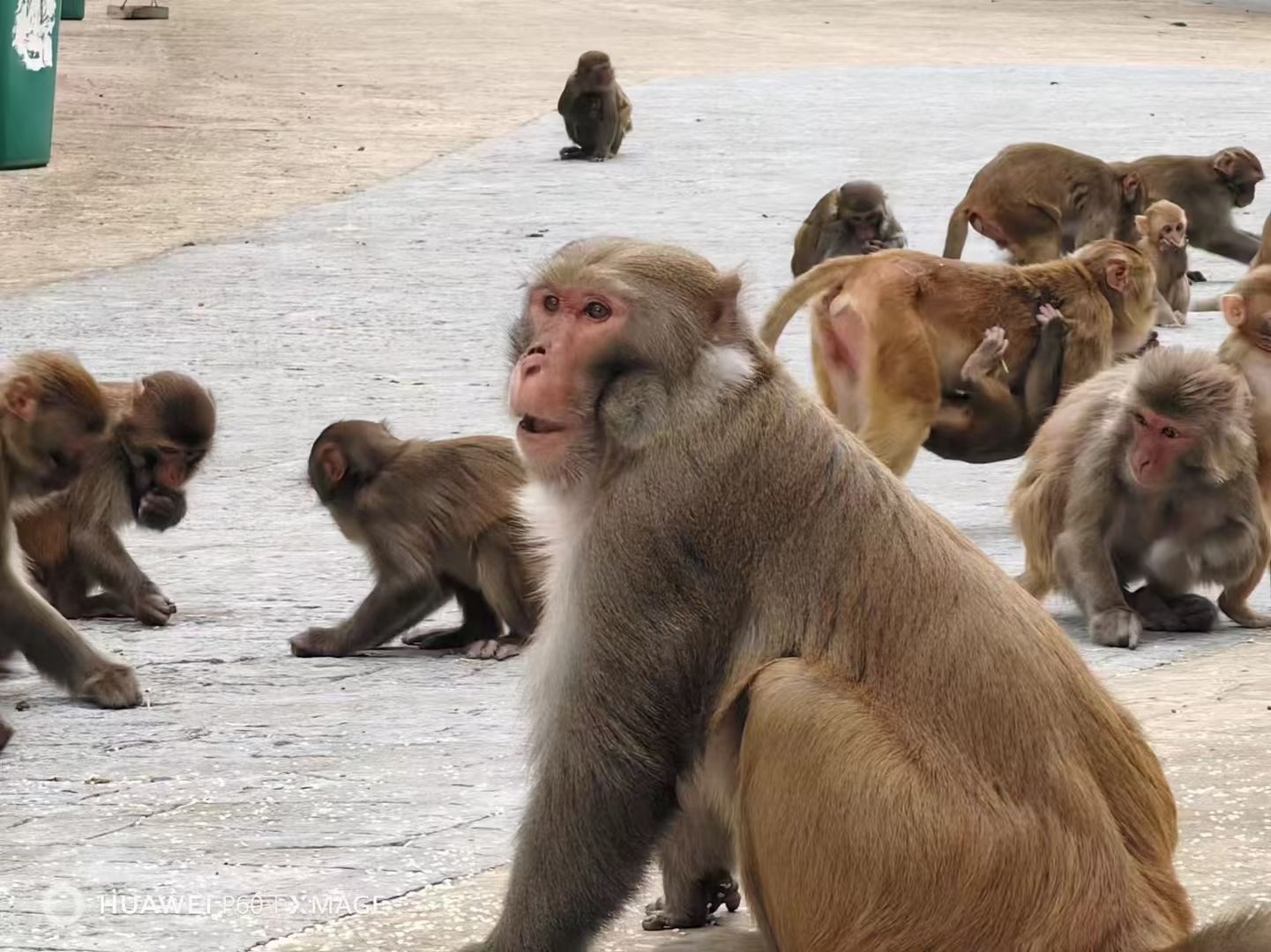 巴腊猴山旅行图片 1