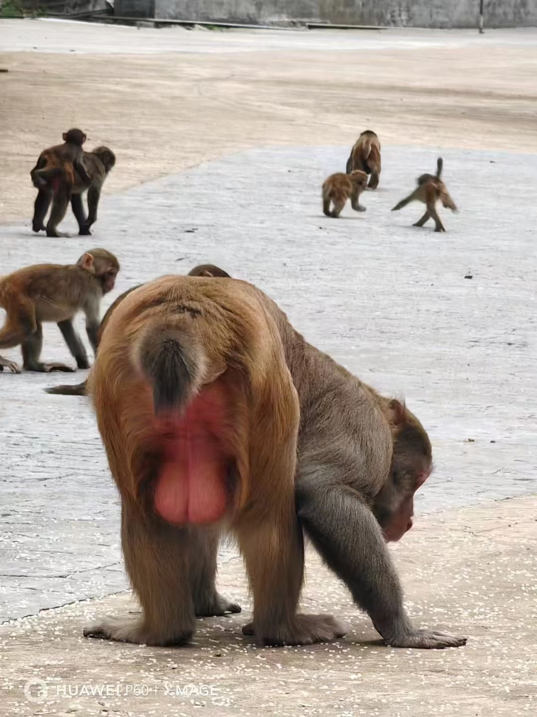 巴腊猴山旅行图片 2