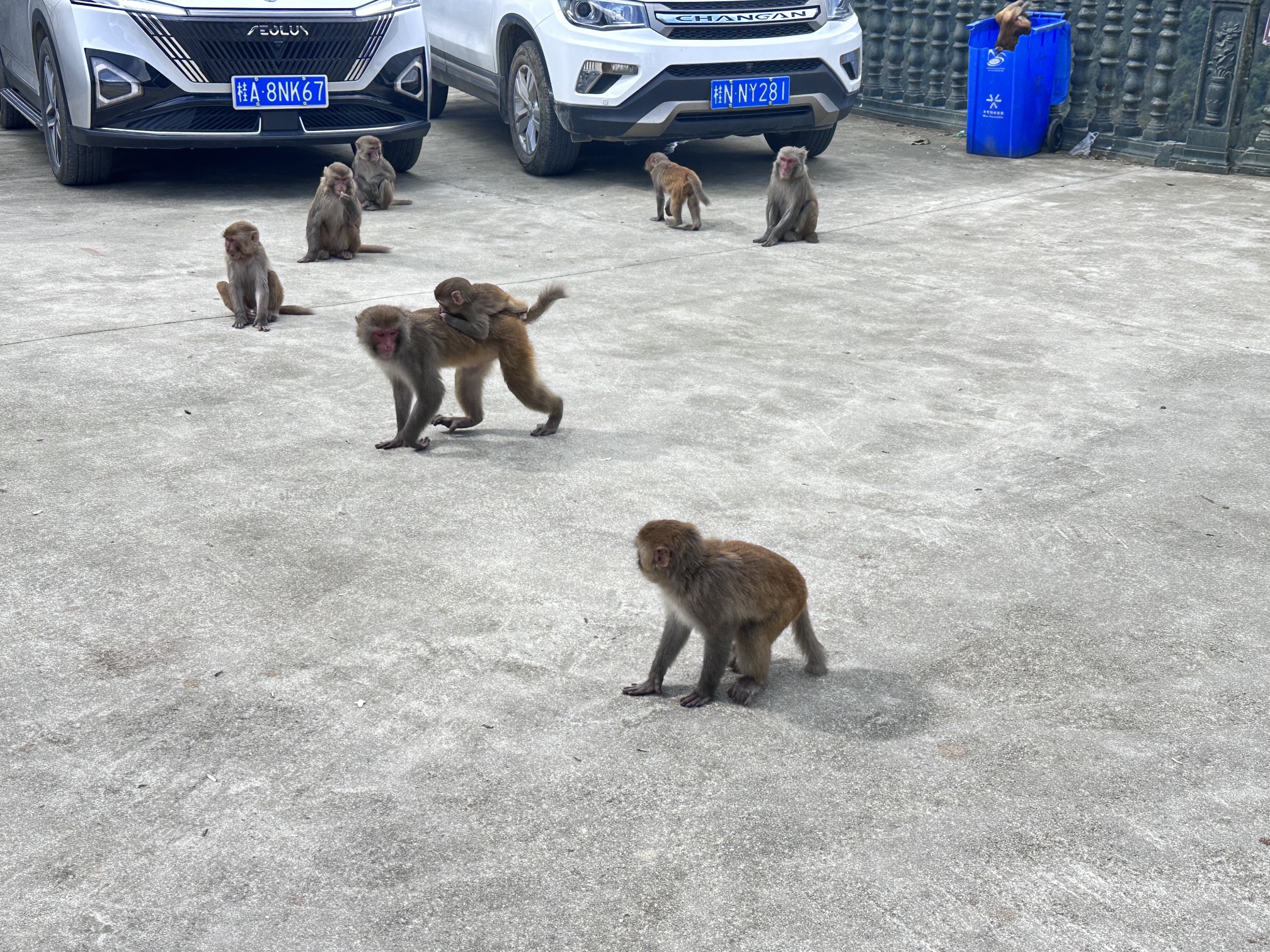 巴腊猴山旅行图片 1