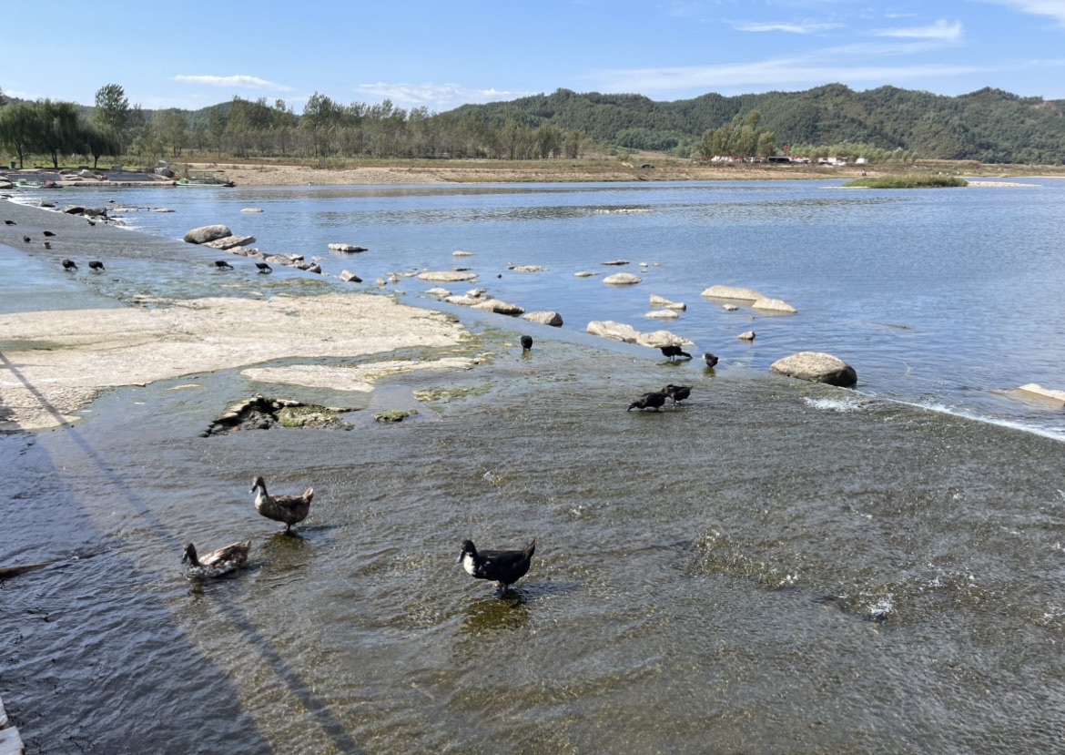 庄河红海滩旅行图片 2