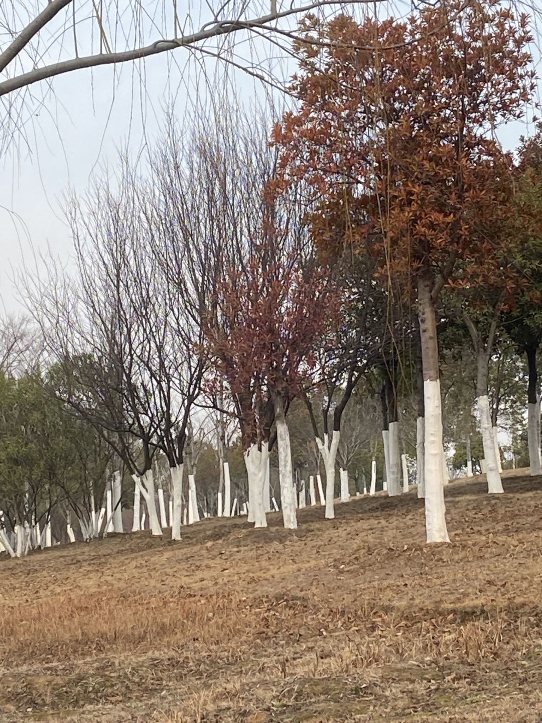 怀安河公园旅行图片 3