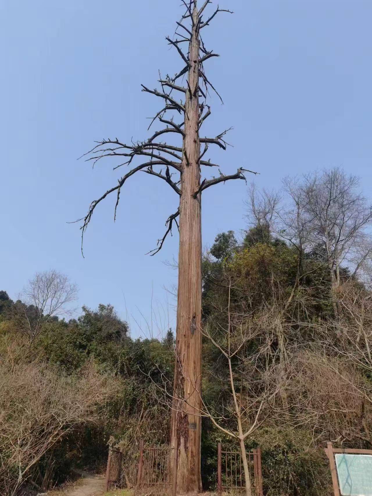 高安市华林山风景名胜区旅行图片 1