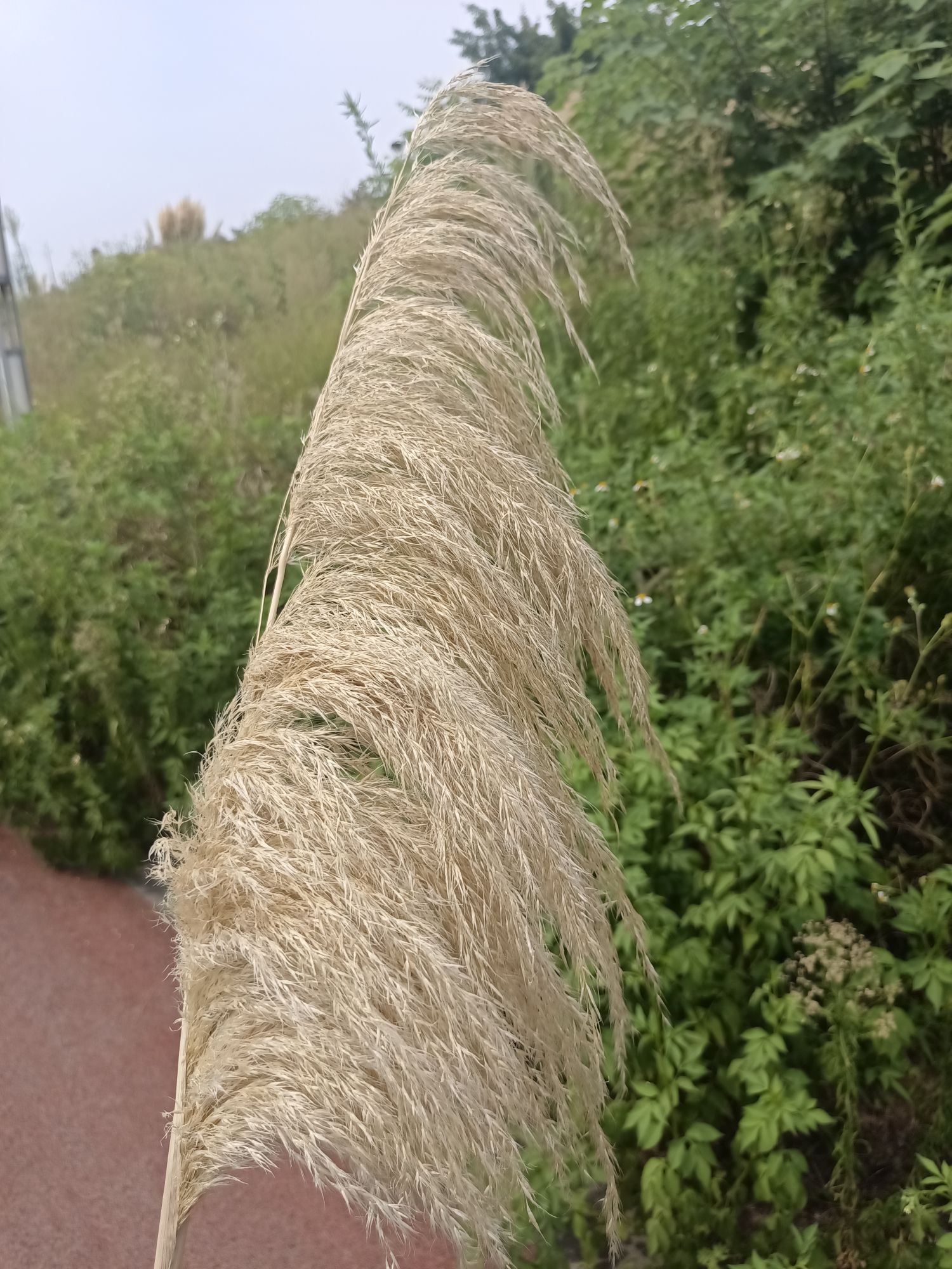草海湾公园旅行图片 1