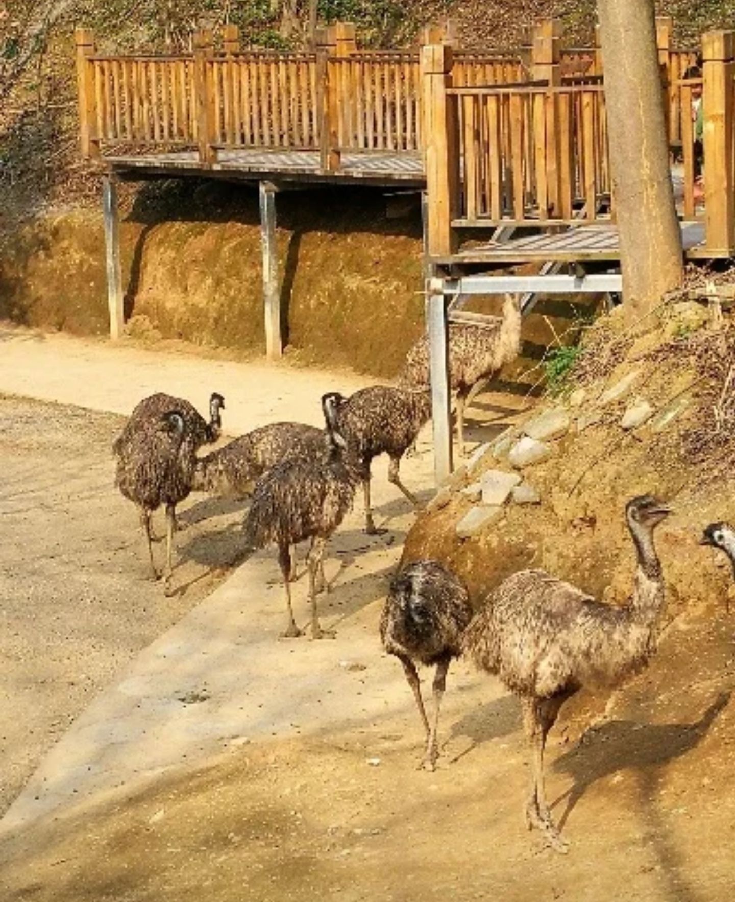 怀化野生动植物园旅行图片 1