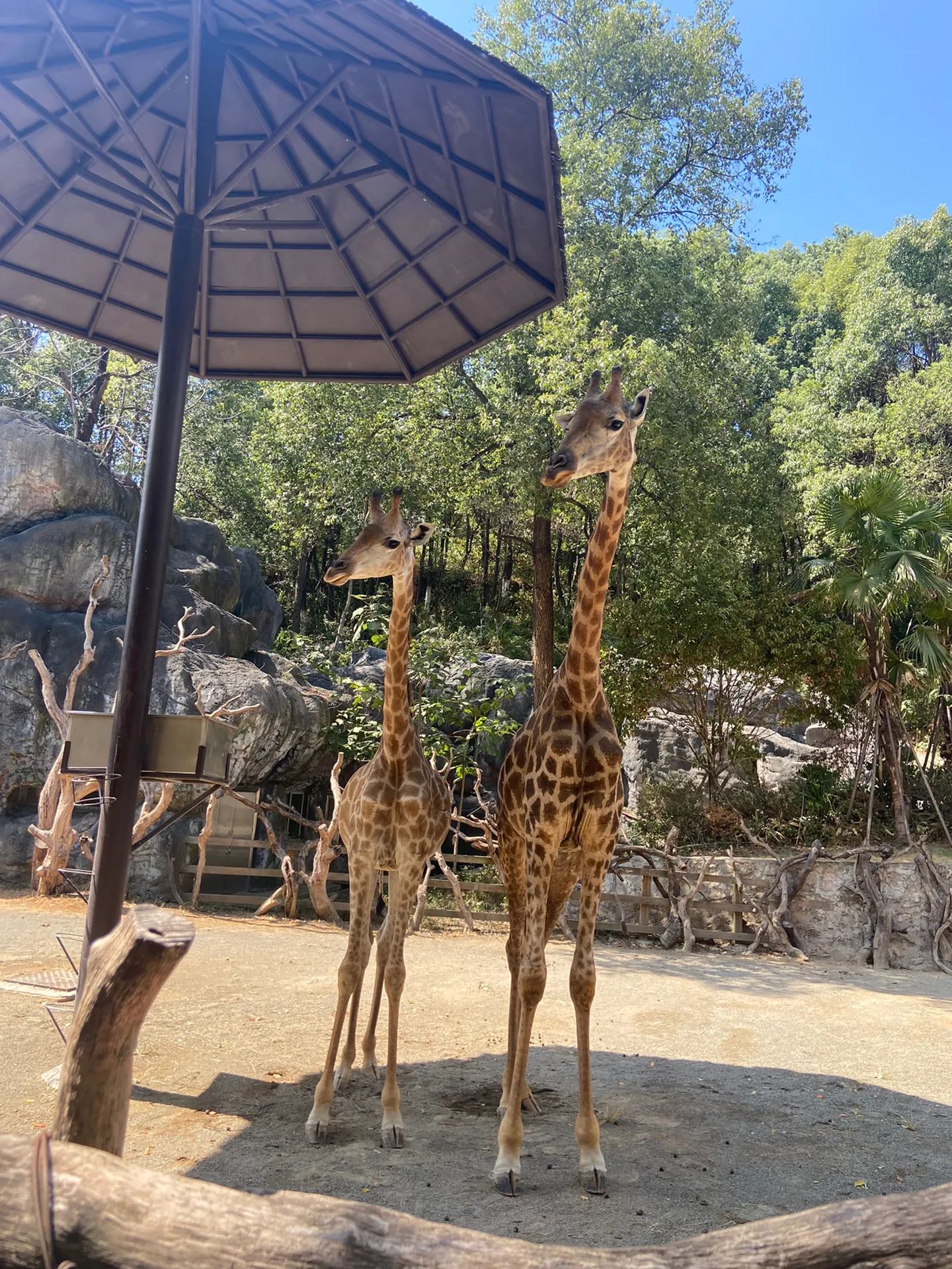 怀化野生动植物园旅行图片 3