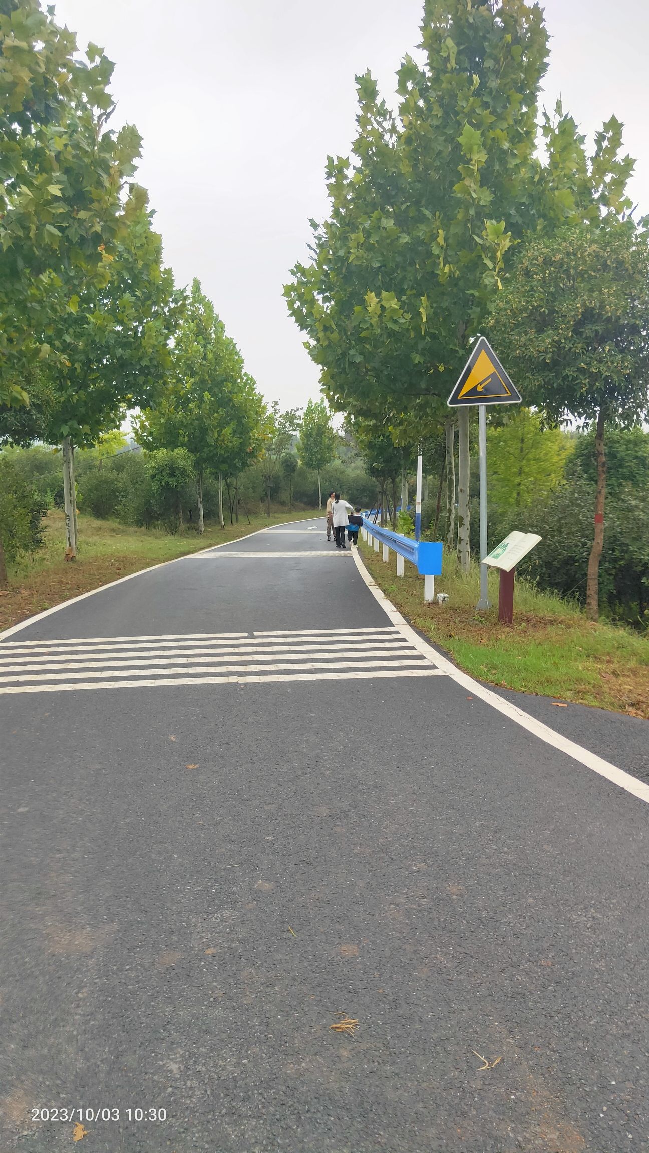 司马光油茶园旅行图片 2