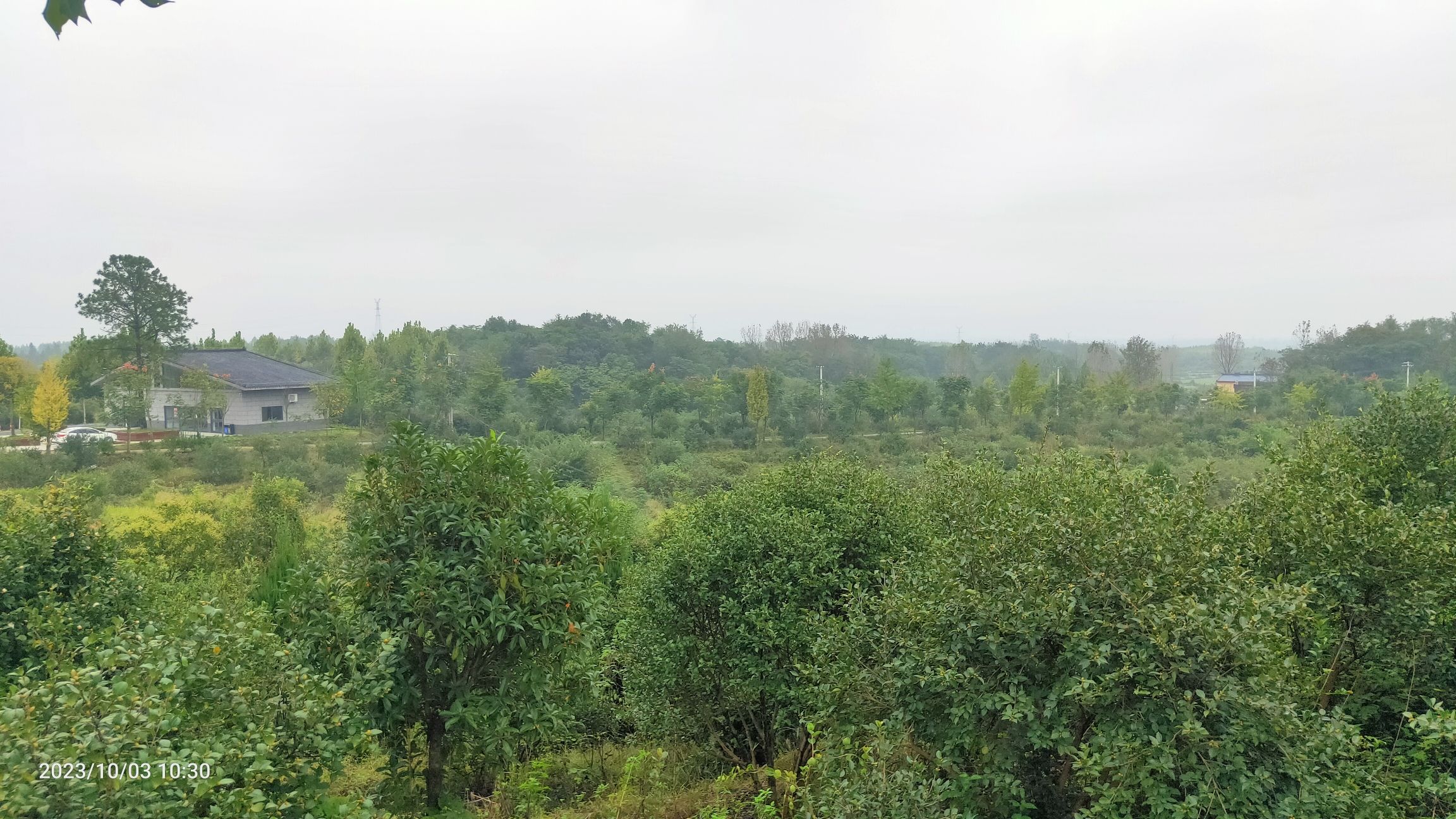 司马光油茶园旅行图片 3