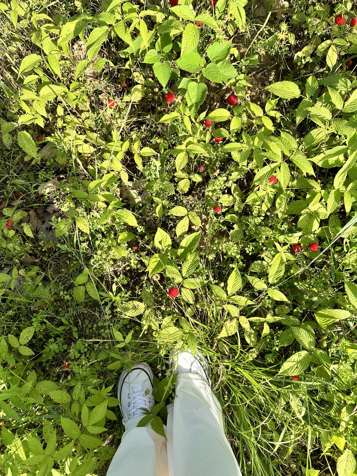 司马光油茶园旅行图片 2