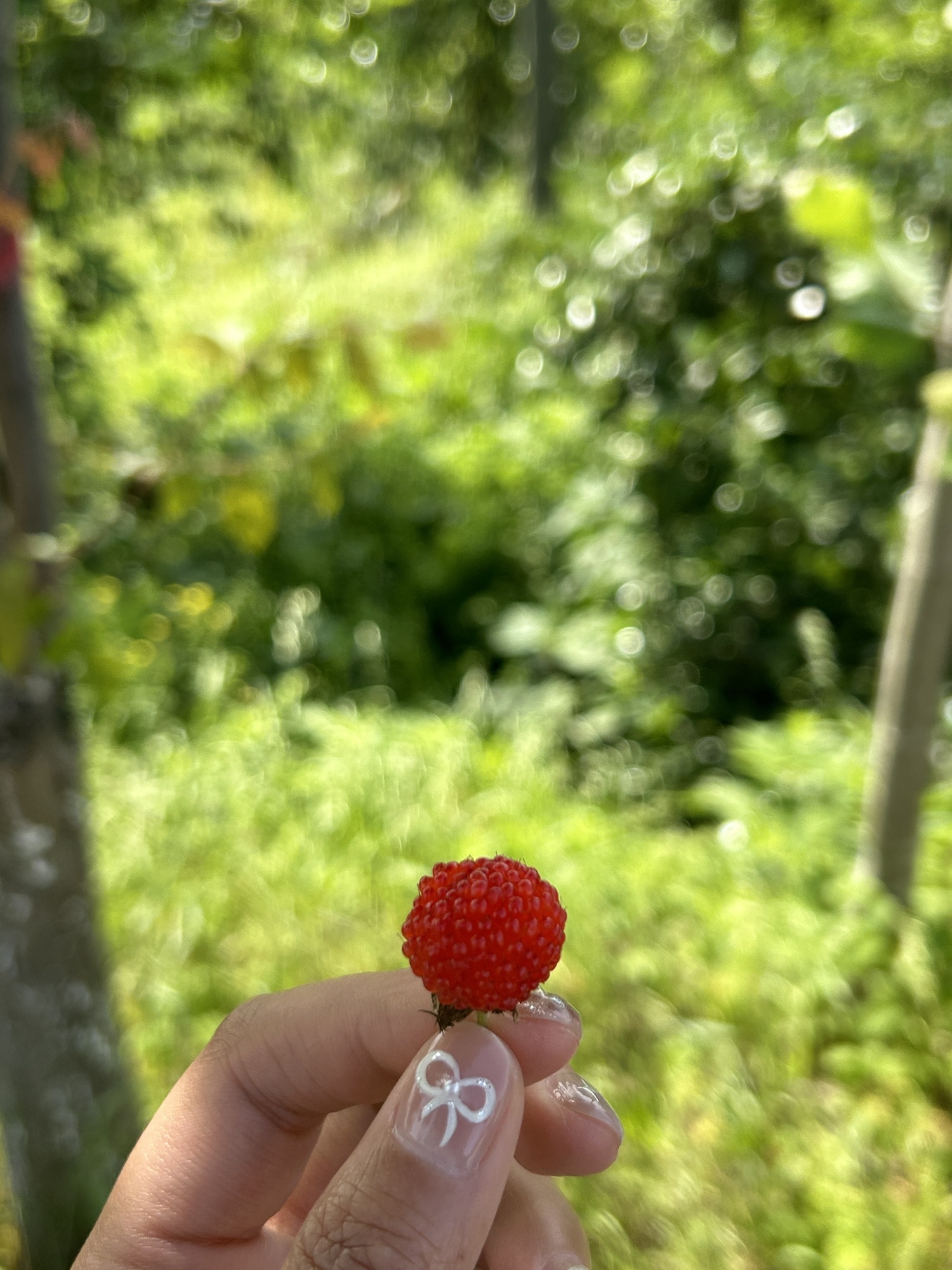 司马光油茶园旅行图片 3