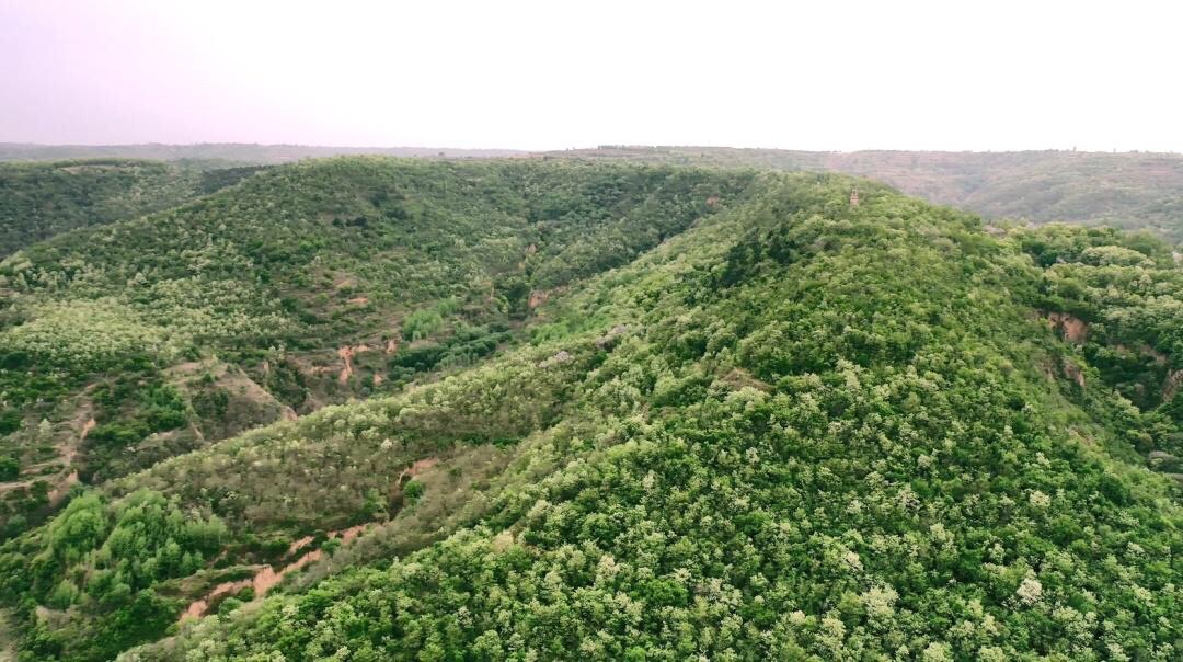 长武县红星森林公园景区