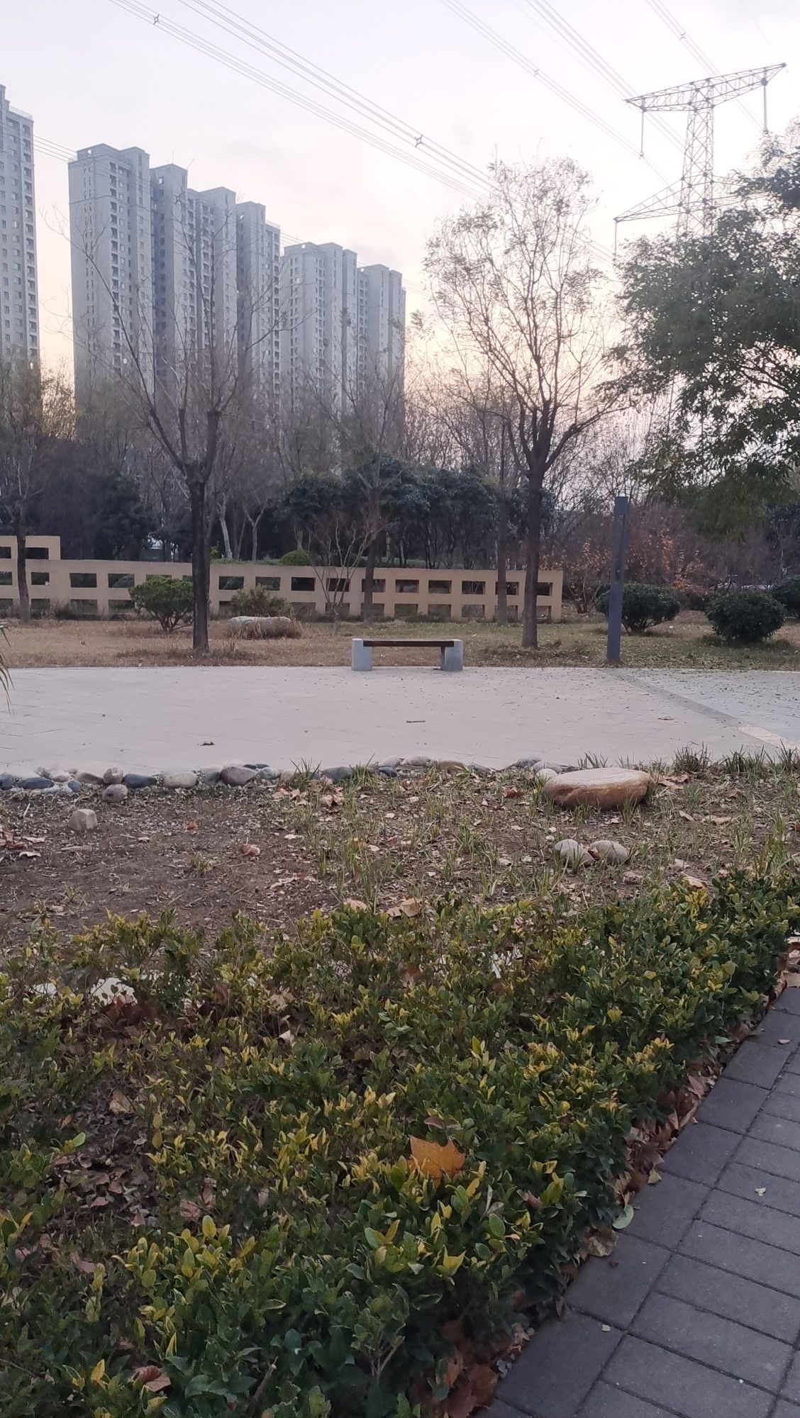 梧桐公园旅行图片 2