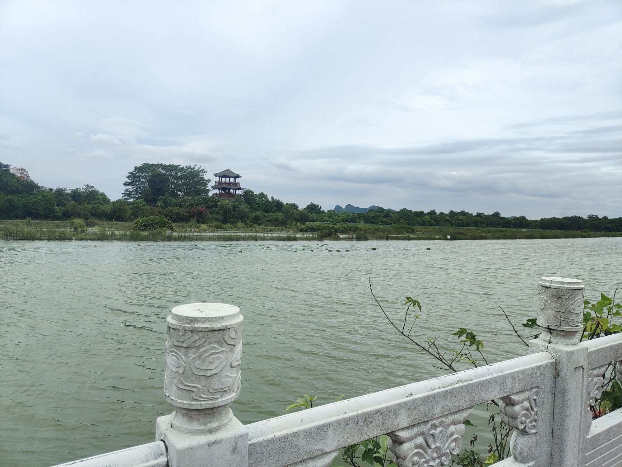 广西金色阳光千亩荷花湿地公园旅行图片 3
