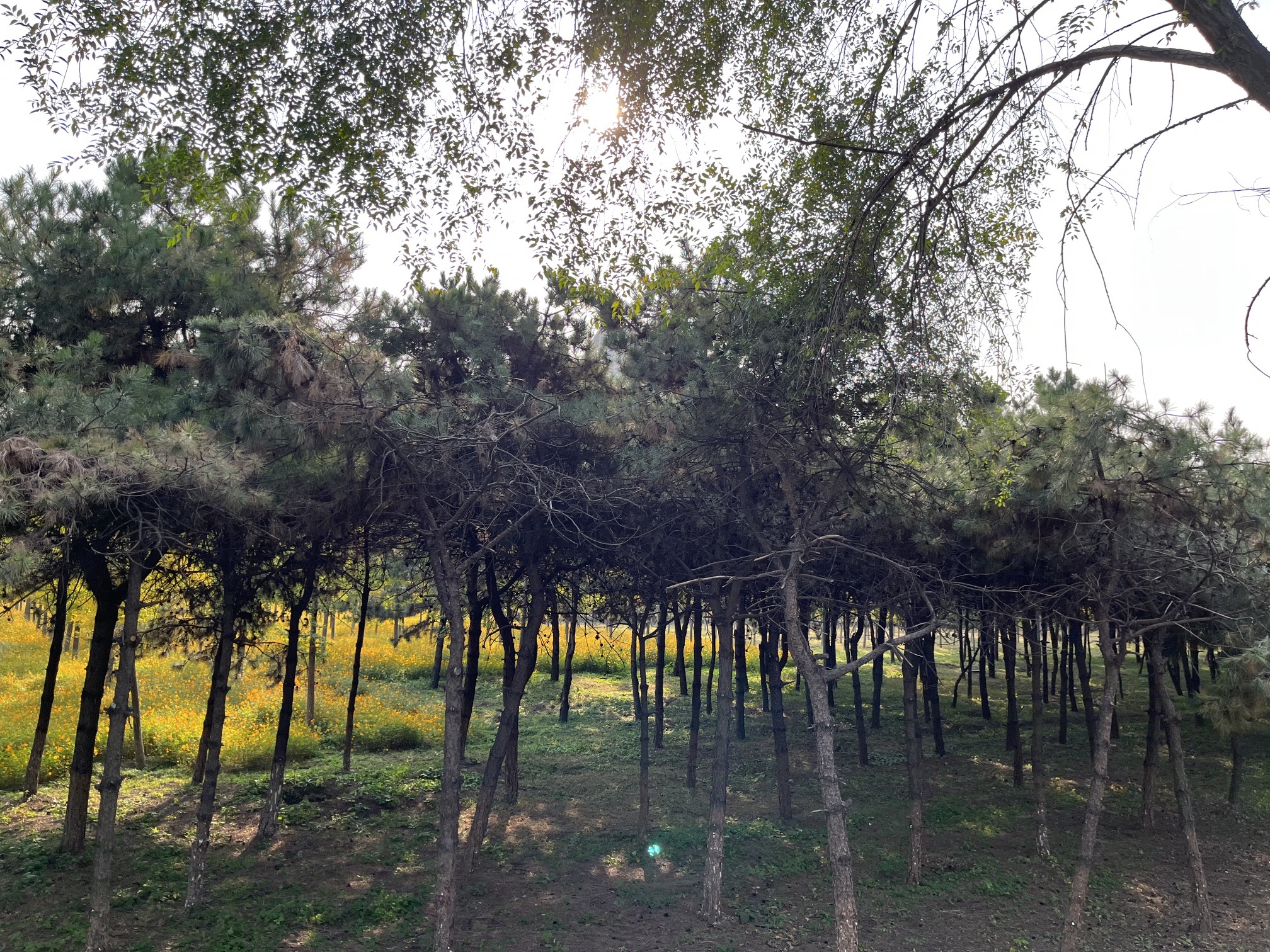 怀柔城市森林公园旅行图片 3