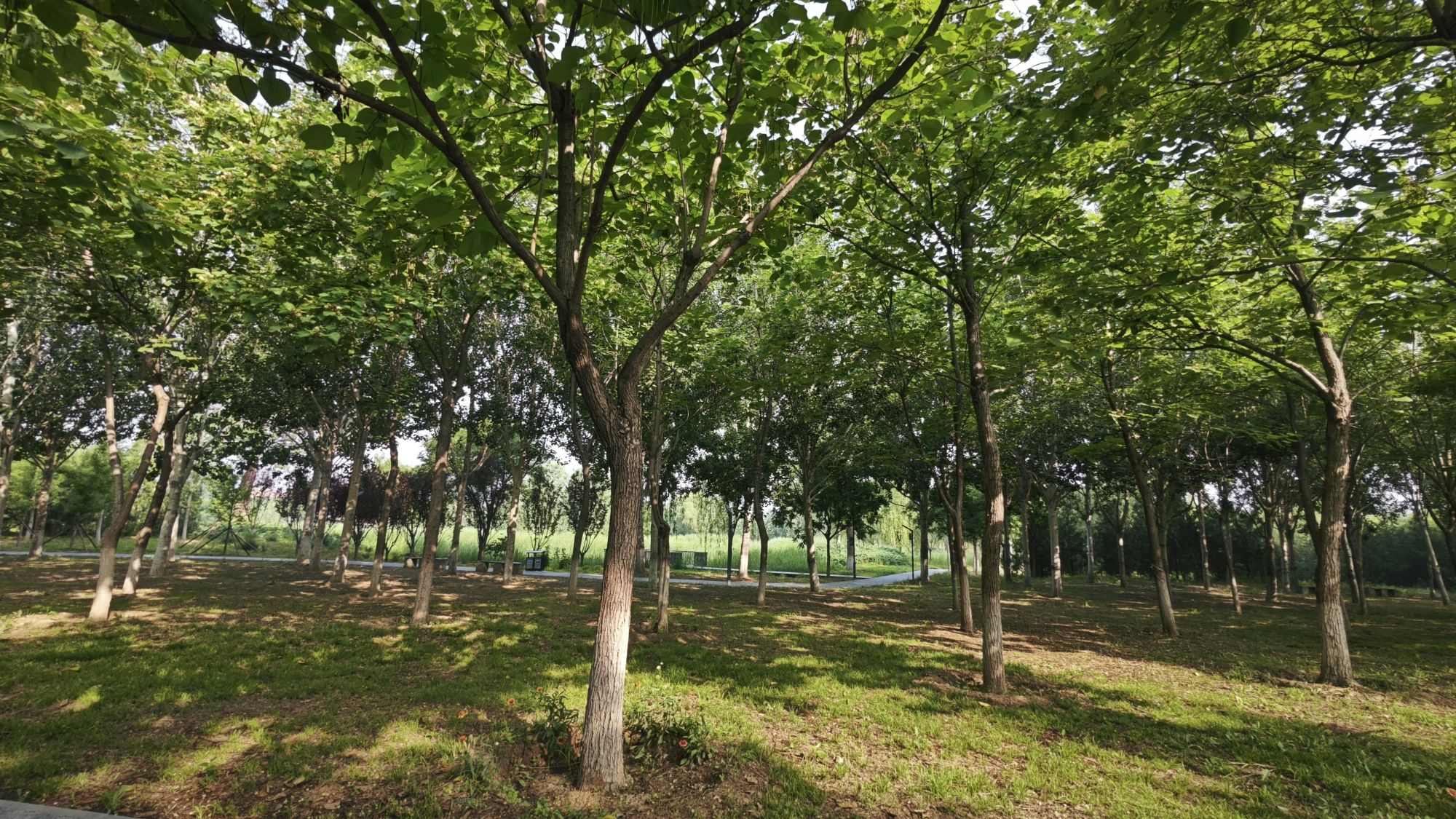 怀柔城市森林公园旅行图片 2