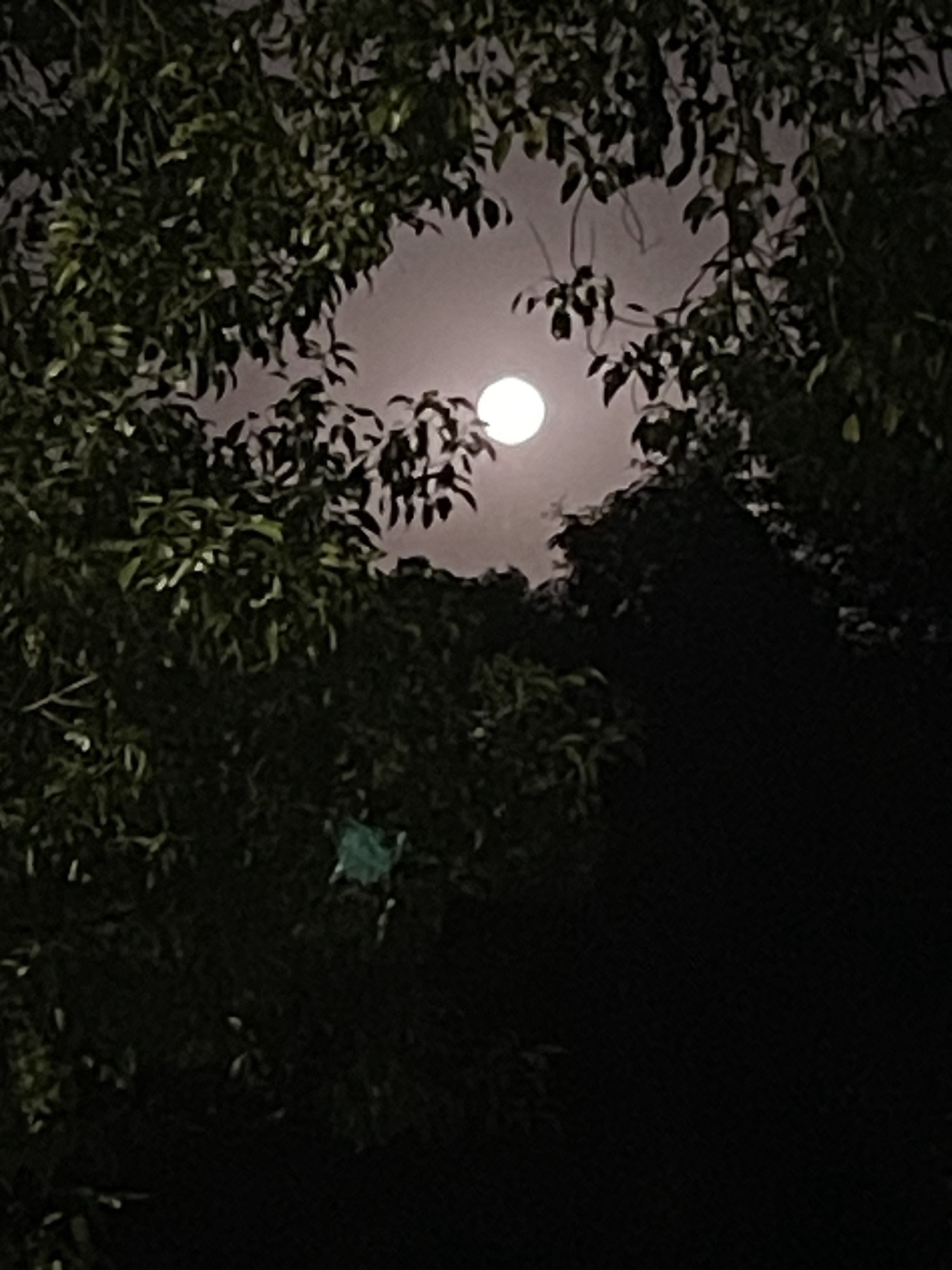 环河公园旅行图片 2