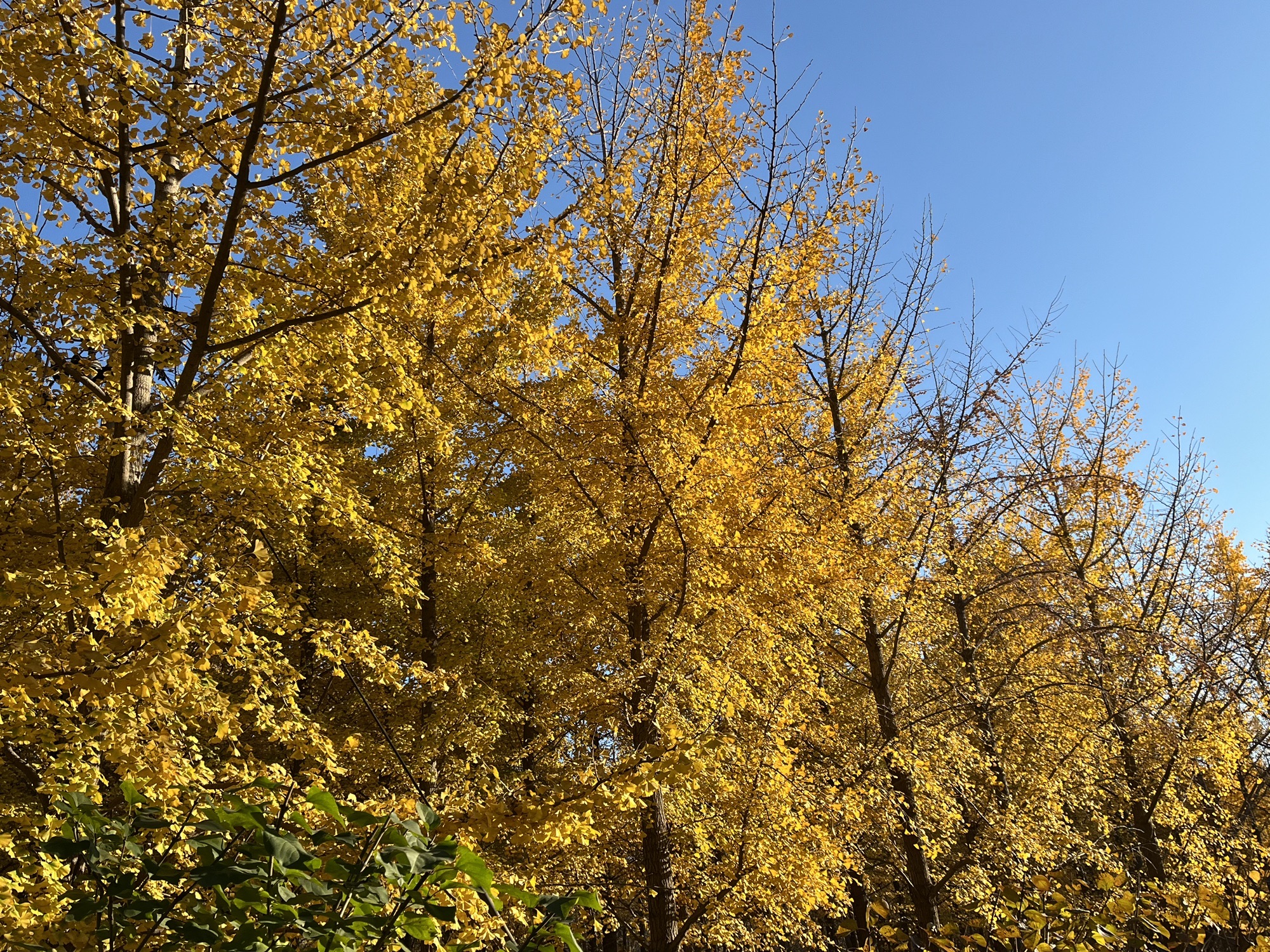 朝阳区平房公园旅行图片 1