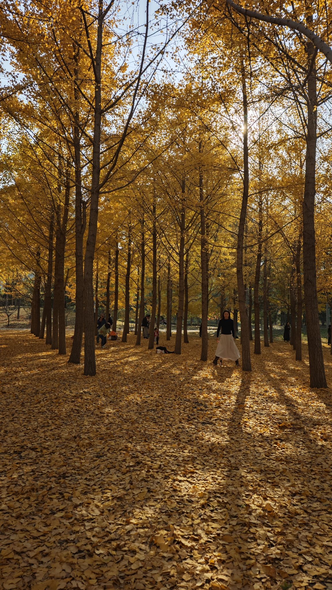 朝阳区平房公园旅行图片 3