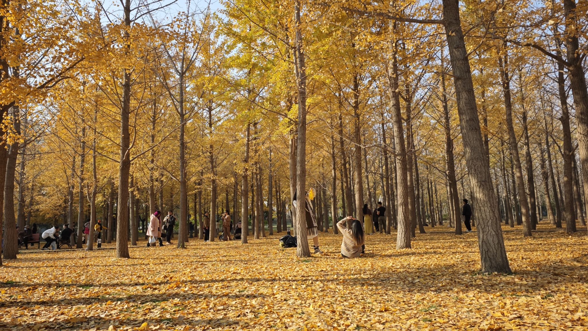 朝阳区平房公园旅行图片 2