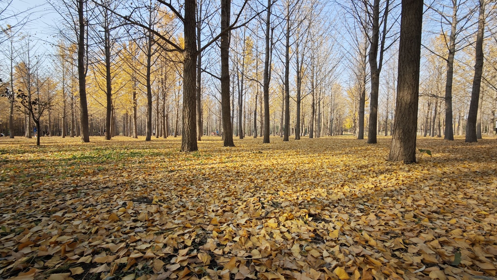 朝阳区平房公园旅行图片 1