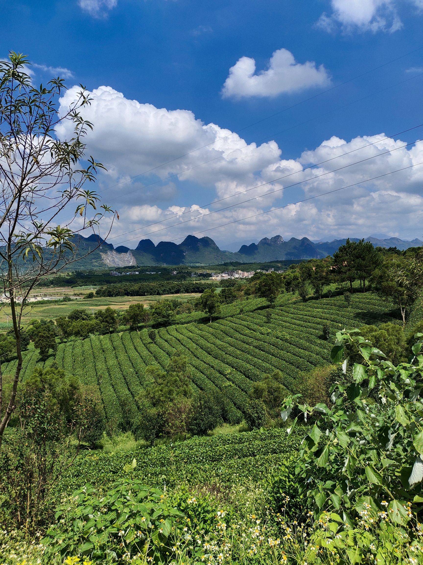 茶趣园景区旅行图片 2