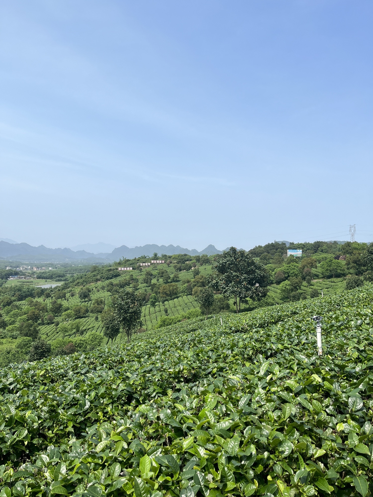 茶趣园景区旅行图片 2