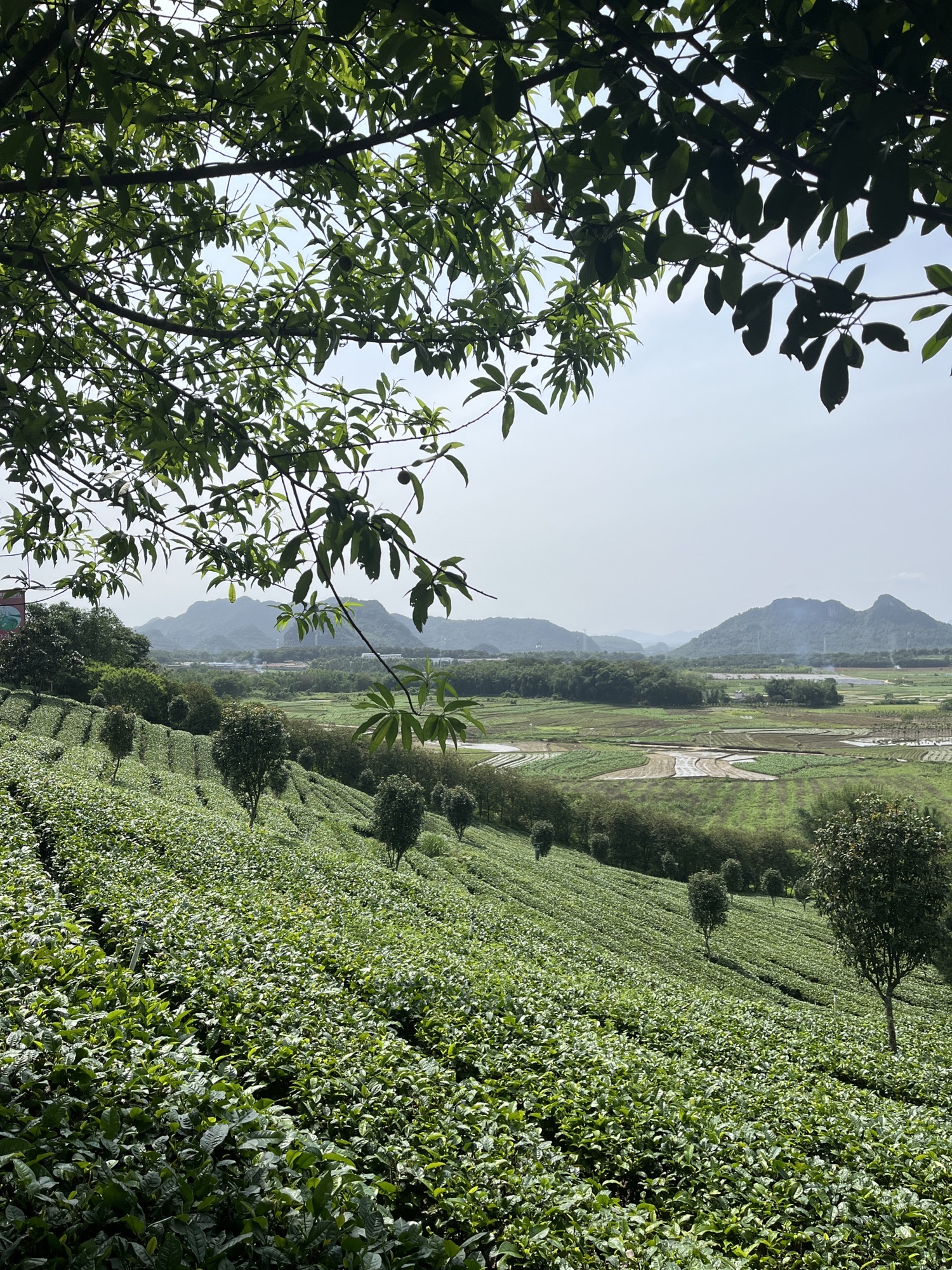 茶趣园景区旅行图片 1