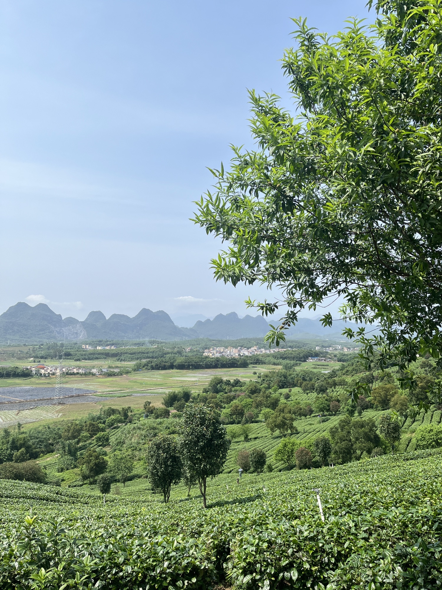 茶趣园景区旅行图片 3