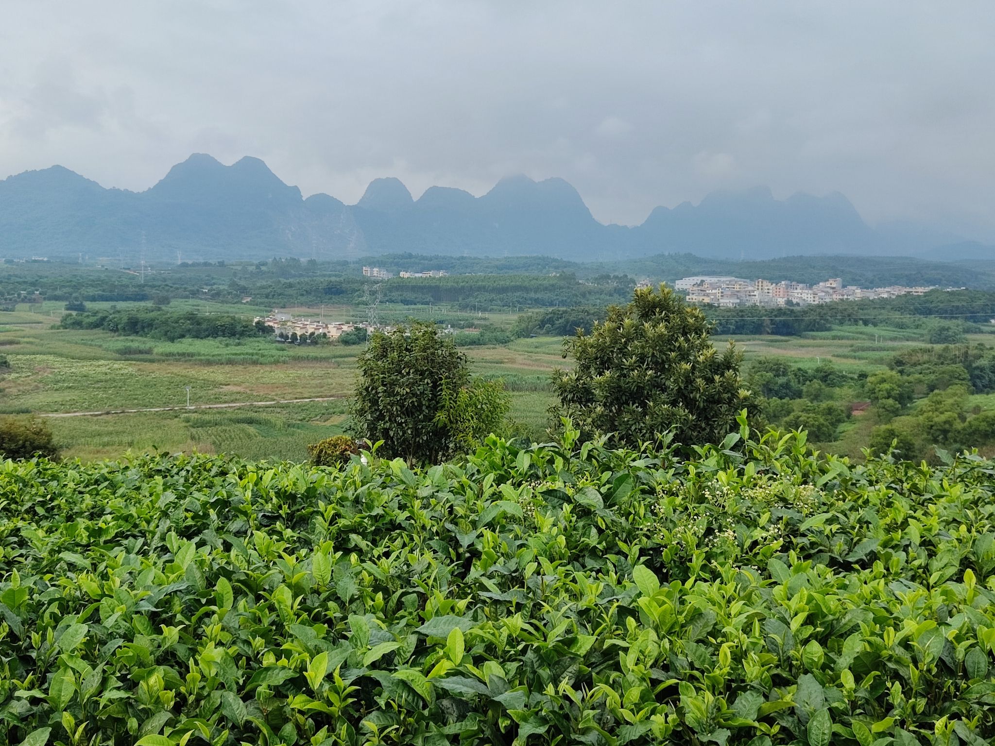 茶趣园景区旅行图片 2