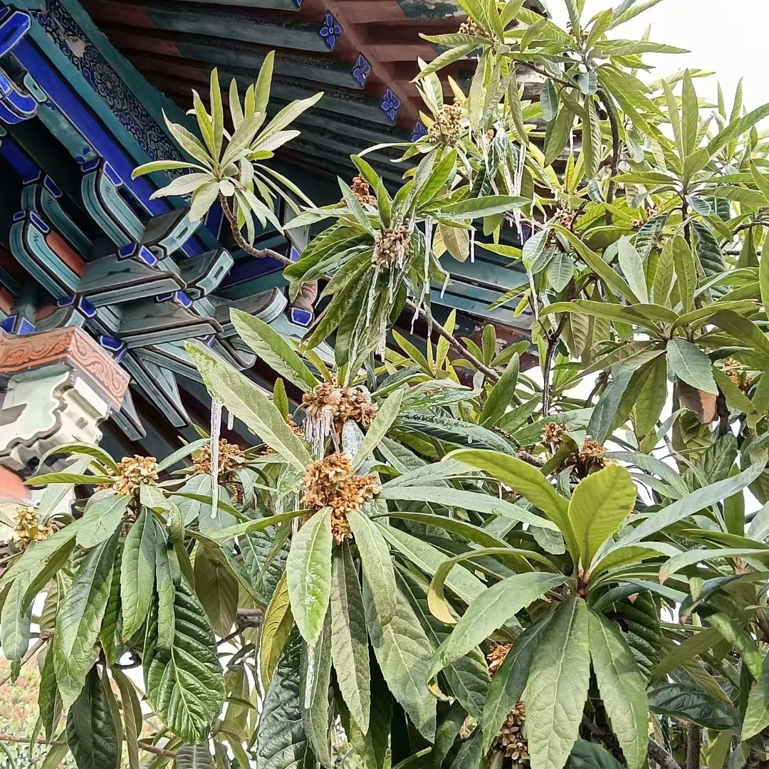 老君台旅行图片 1