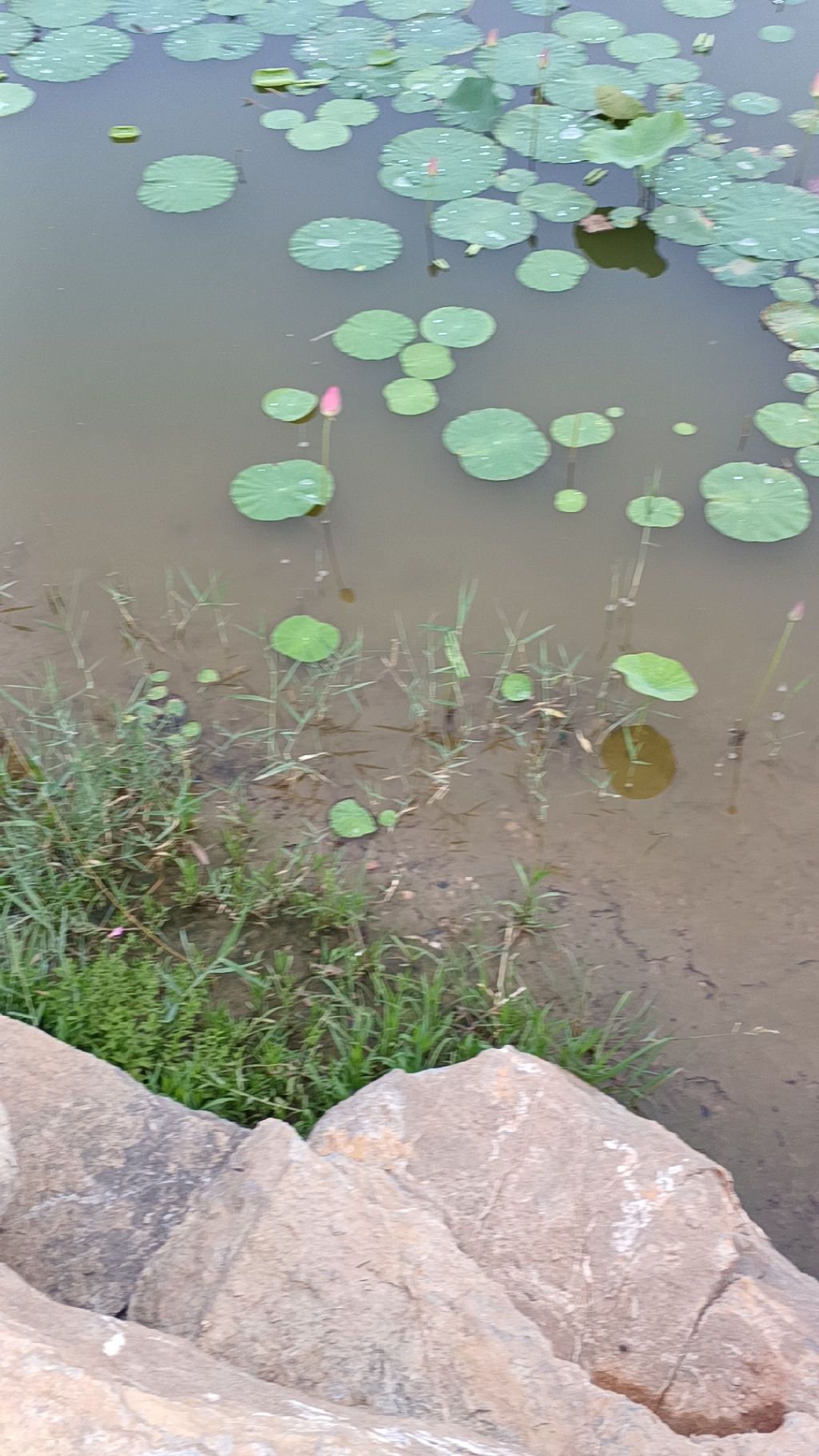任丘市植物园旅行图片 1