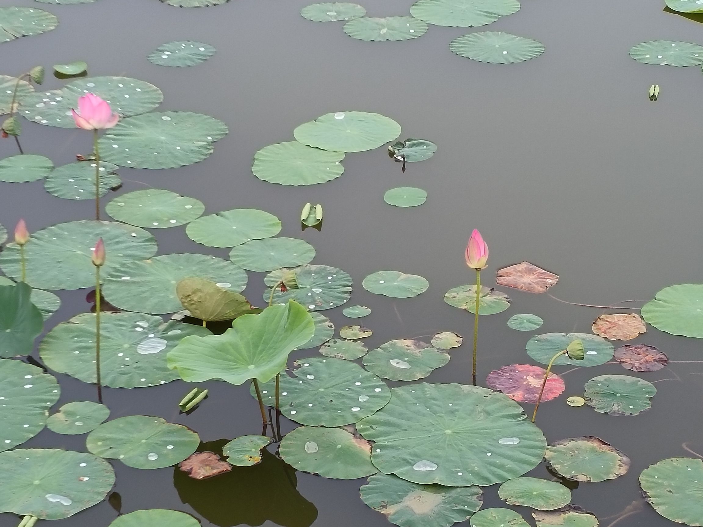 任丘市植物园旅行图片 2