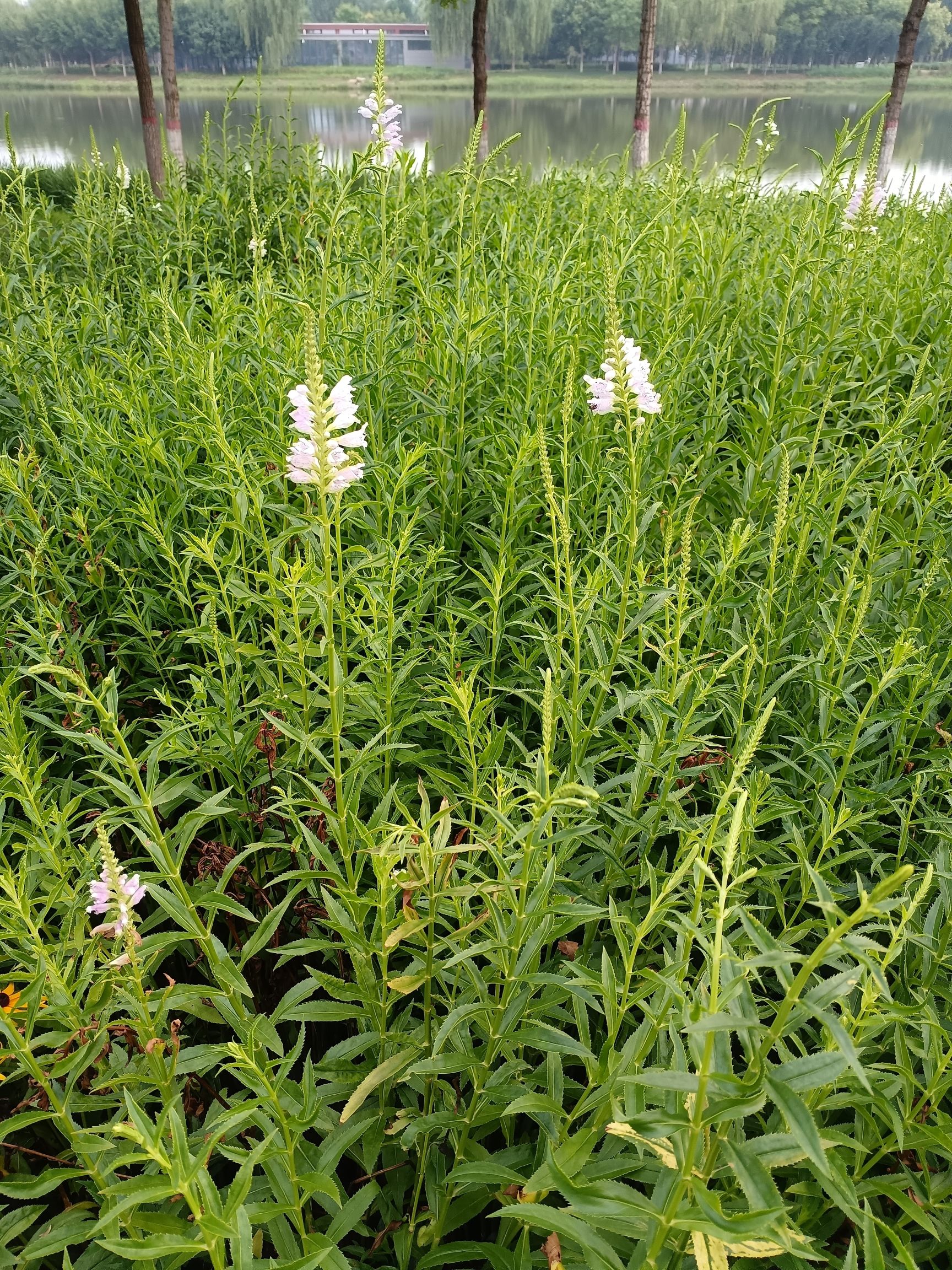 任丘市植物园旅行图片 3
