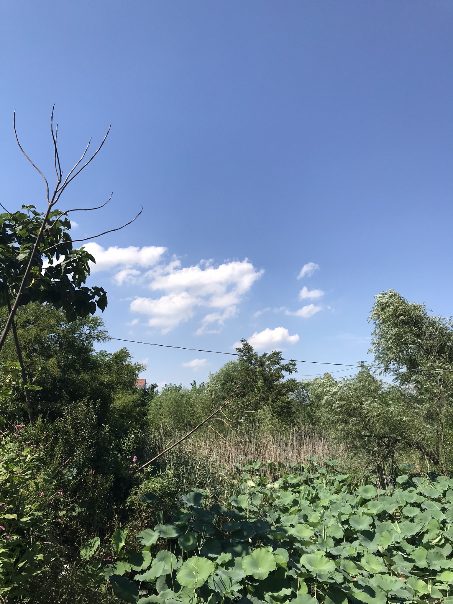 杨庄公园旅行图片 1