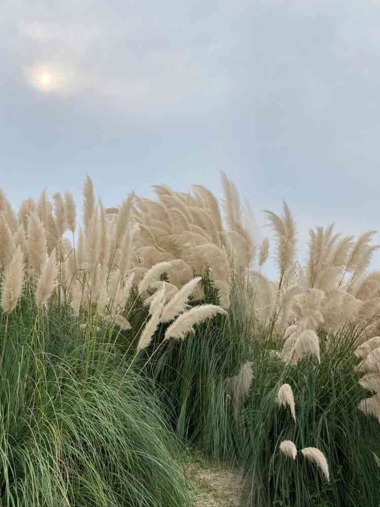 珠湖小镇旅行图片 1