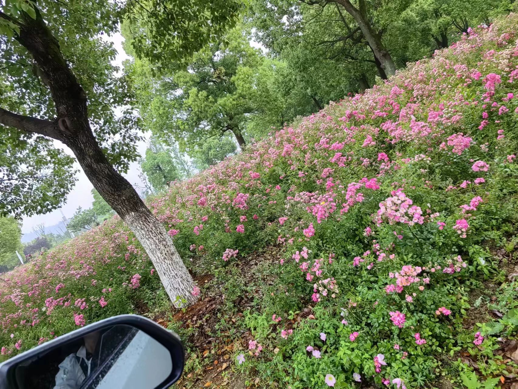 青阳花海旅行图片 1