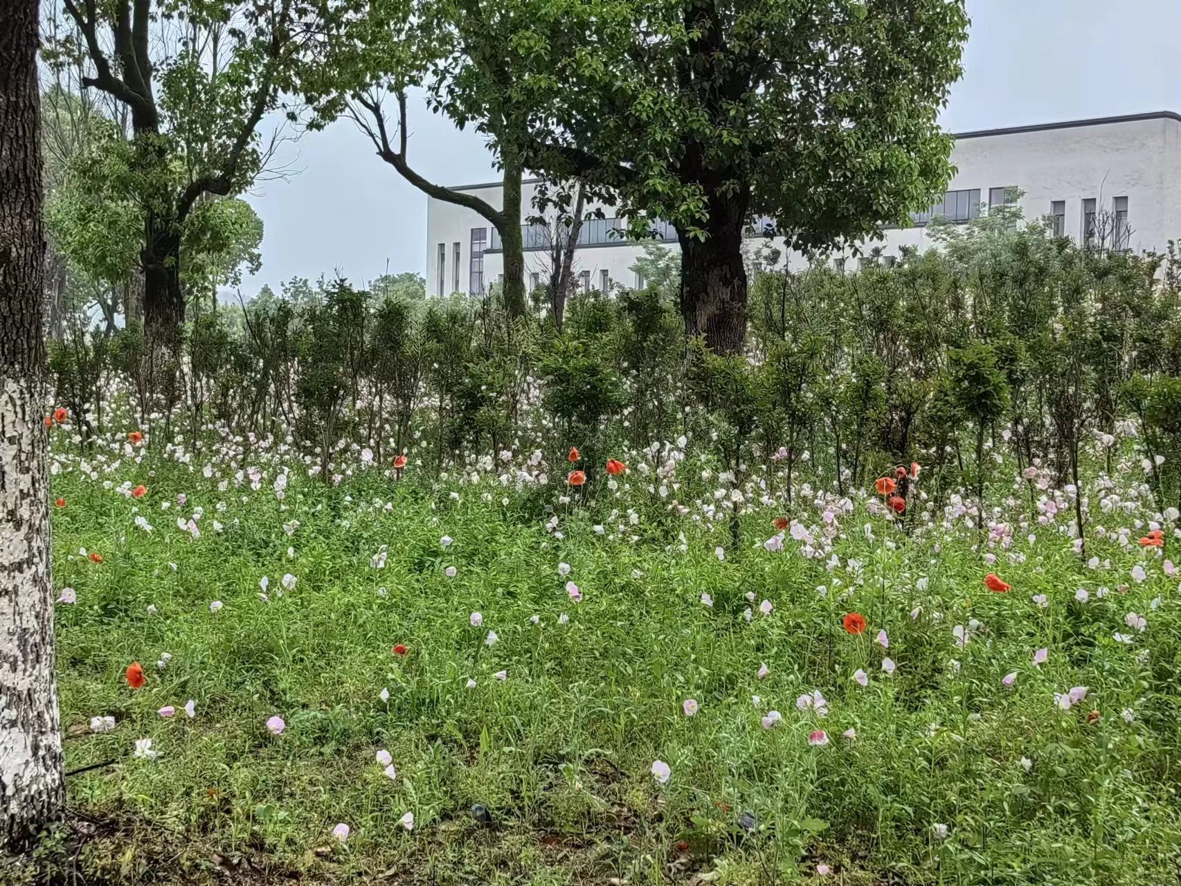 青阳花海旅行图片 3