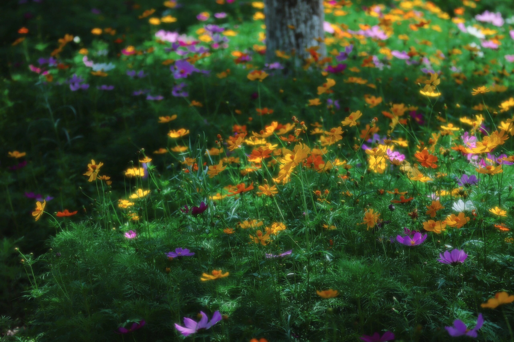 青阳花海旅行图片 1