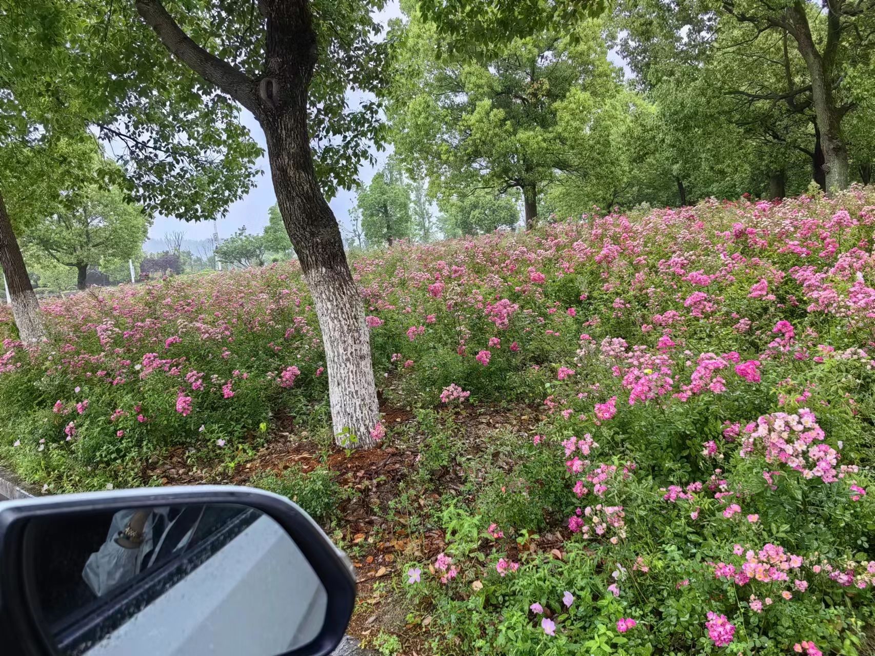 青阳花海旅行图片 2