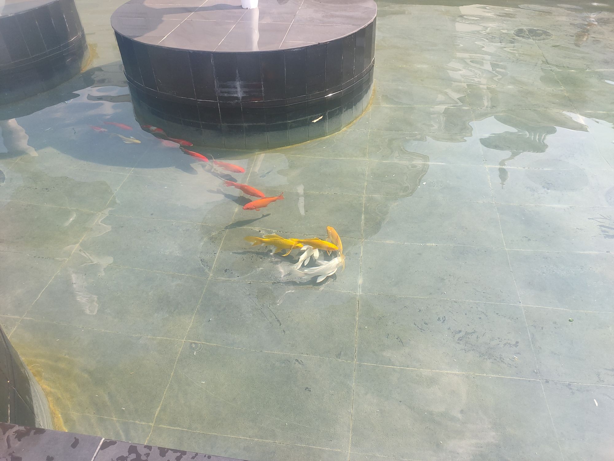 大沙河生态湿地公园旅行图片 2