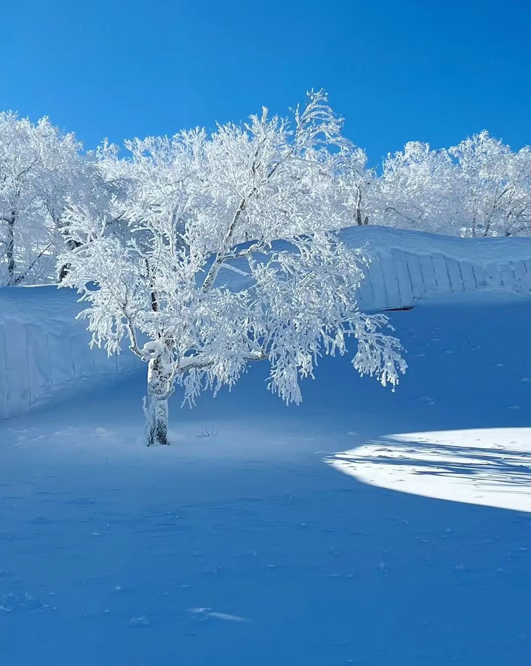 中国雪谷雾凇岭景区旅行图片 2