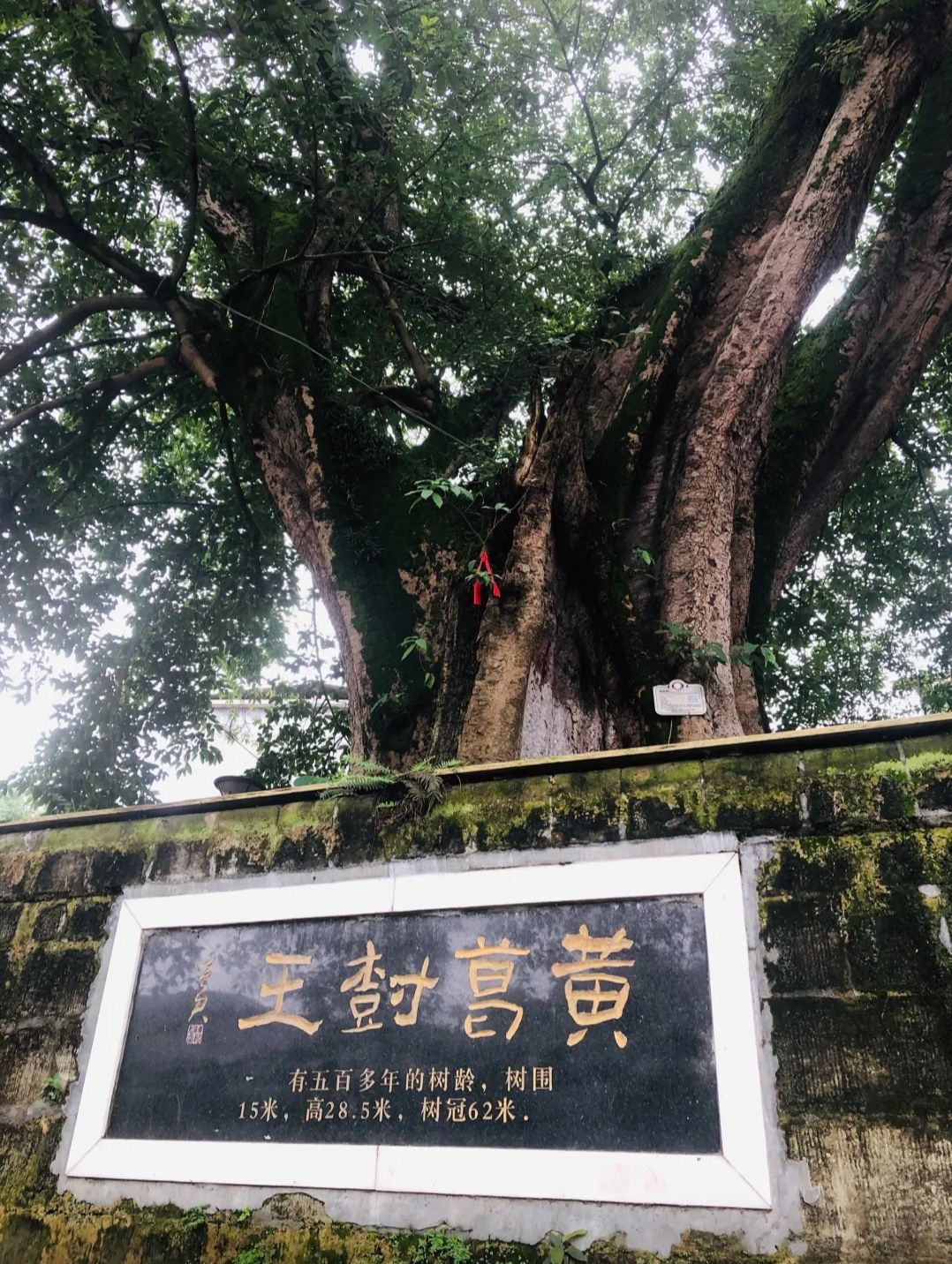 五通桥古镇旅行图片 1