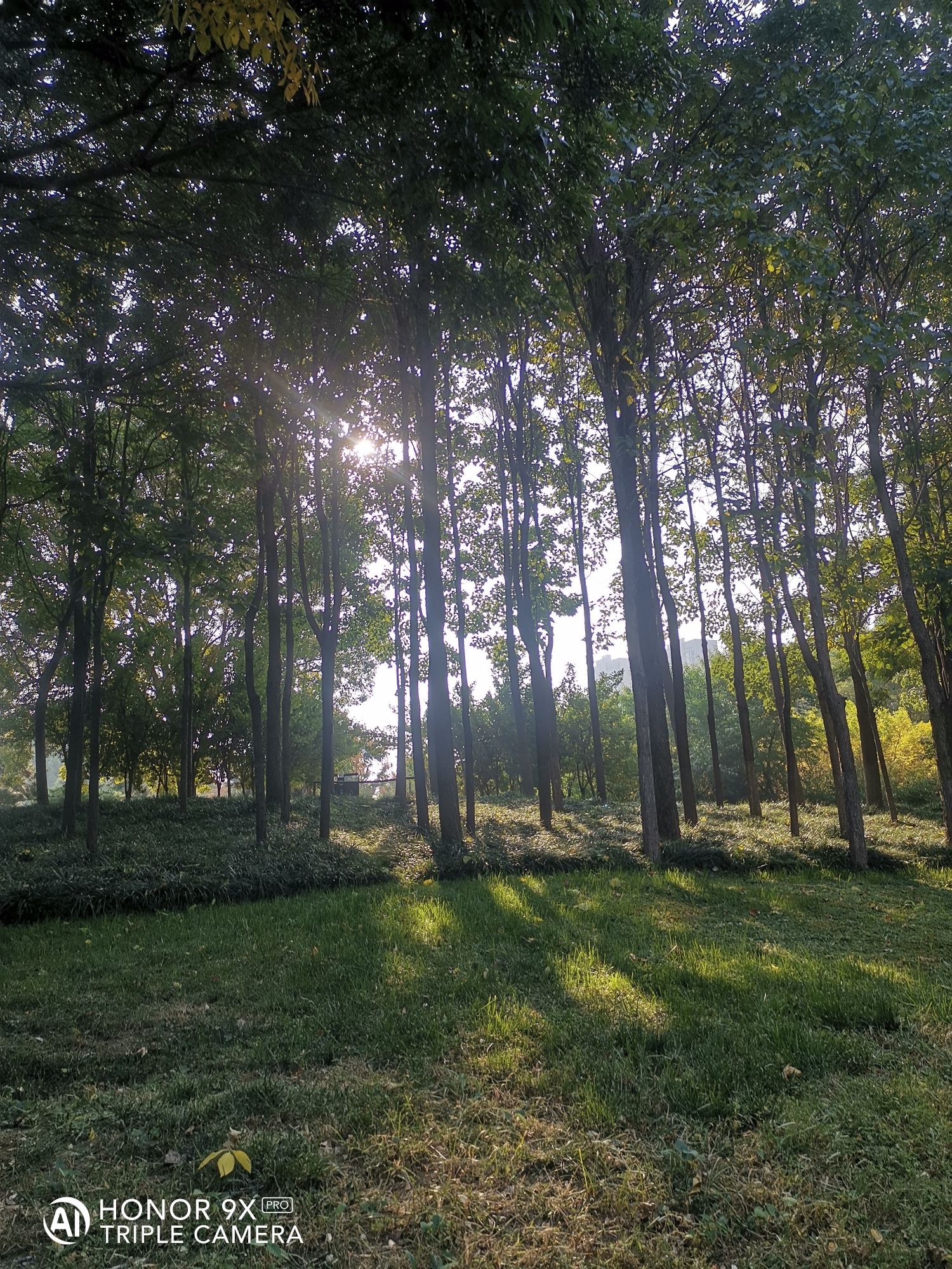 淄川南部森林公园旅行图片 3
