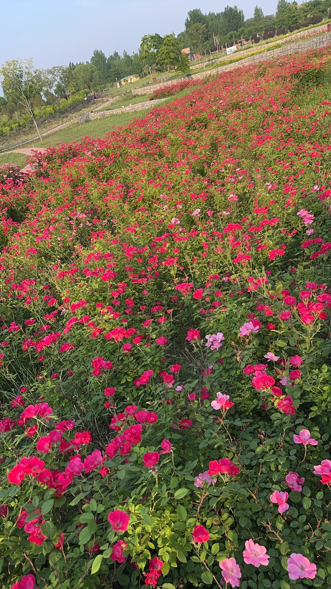 淄川南部森林公园旅行图片 2