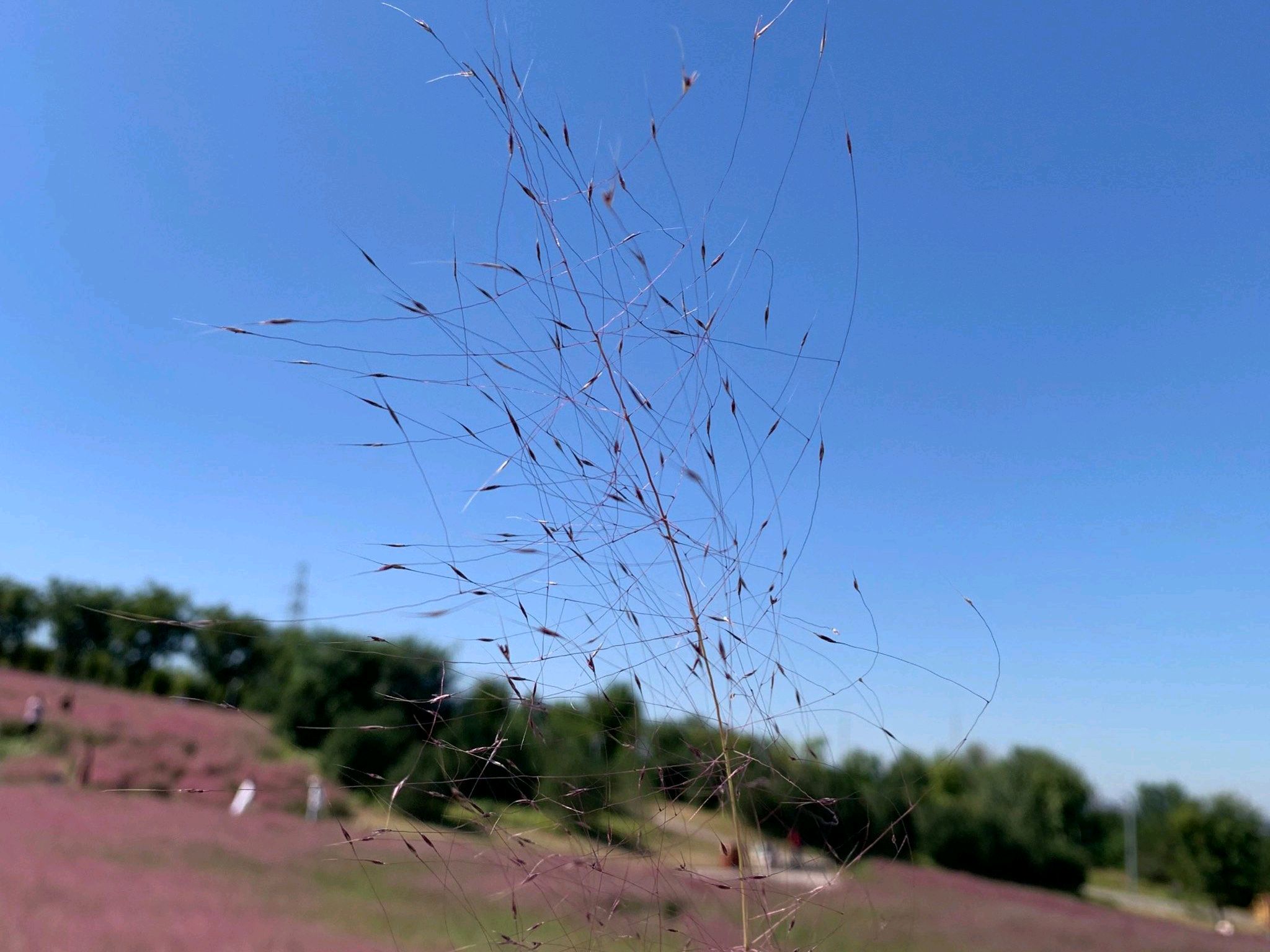 淄川南部森林公园旅行图片 2