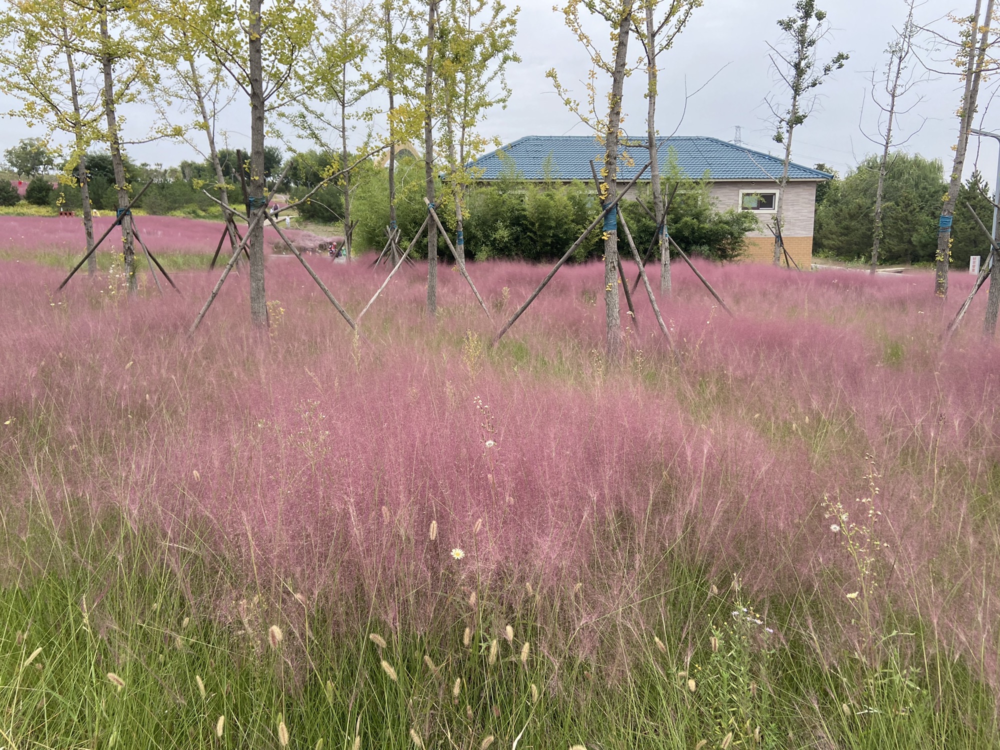 淄川南部森林公园旅行图片 1