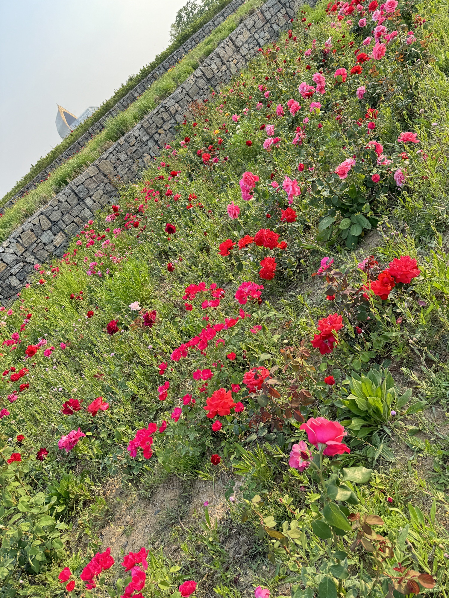 淄川南部森林公园旅行图片 3