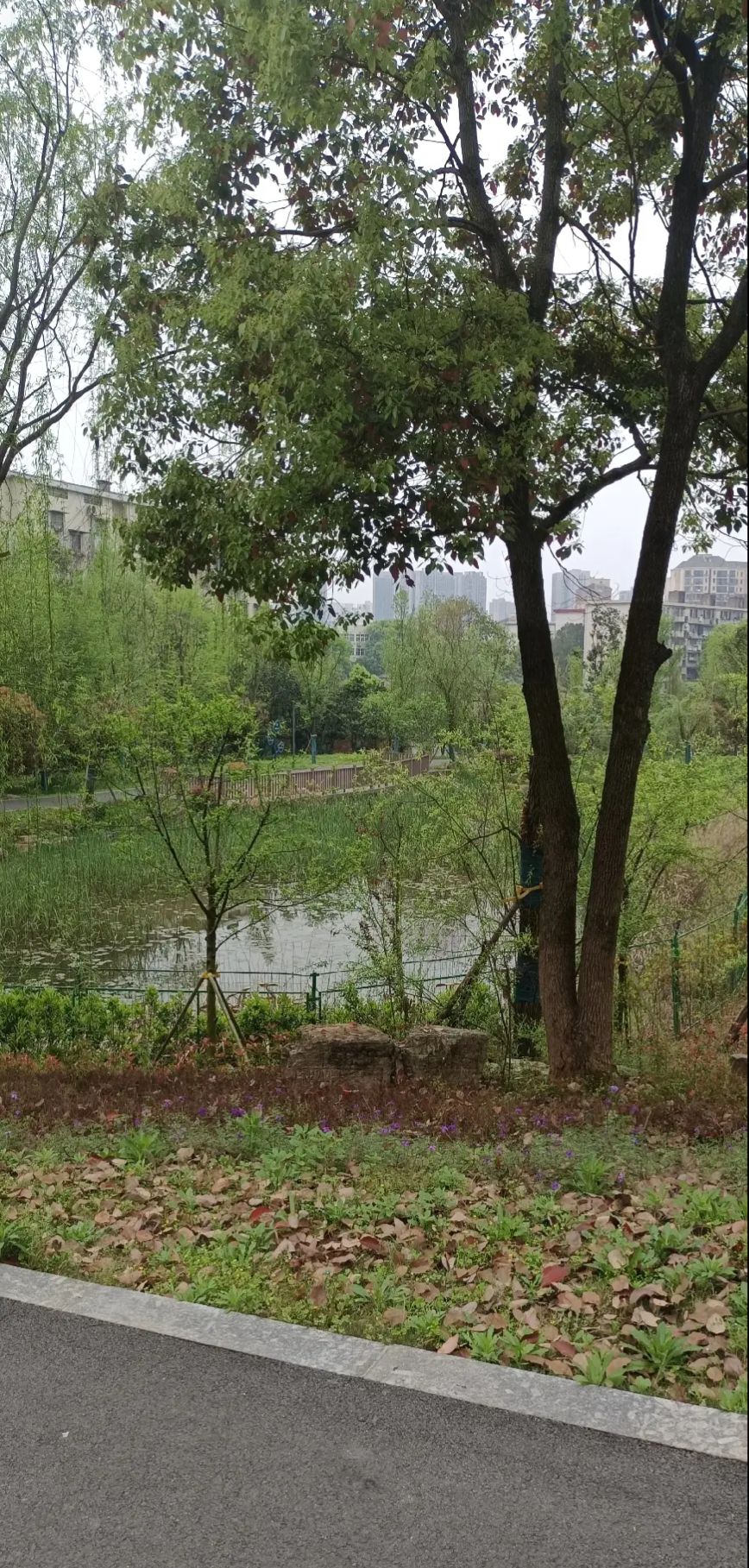 新苗公园旅行图片 2