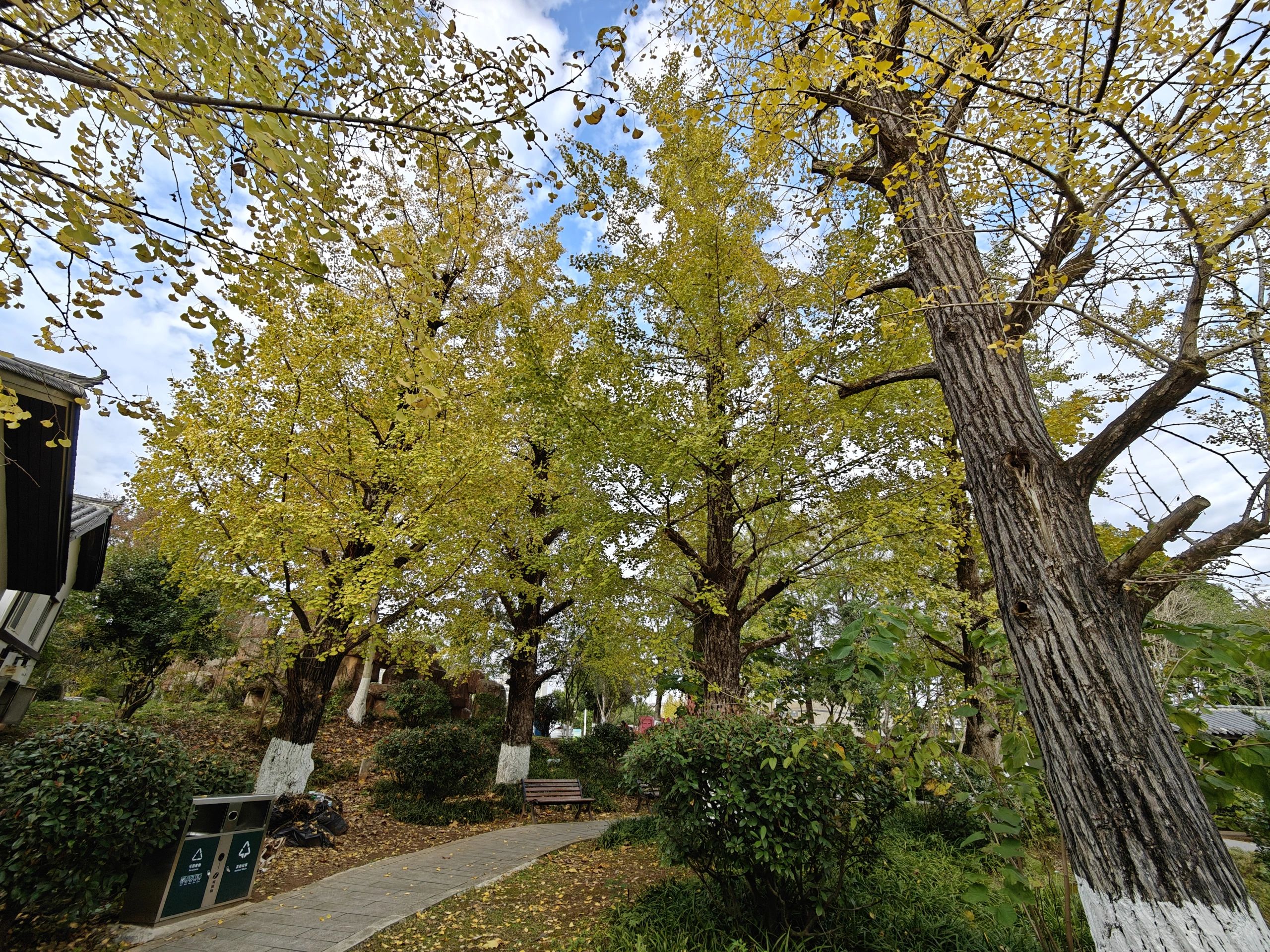 新苗公园旅行图片 2