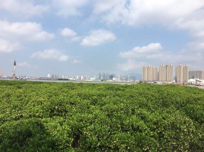 龙港市红树林省级湿地公园旅行图片 2